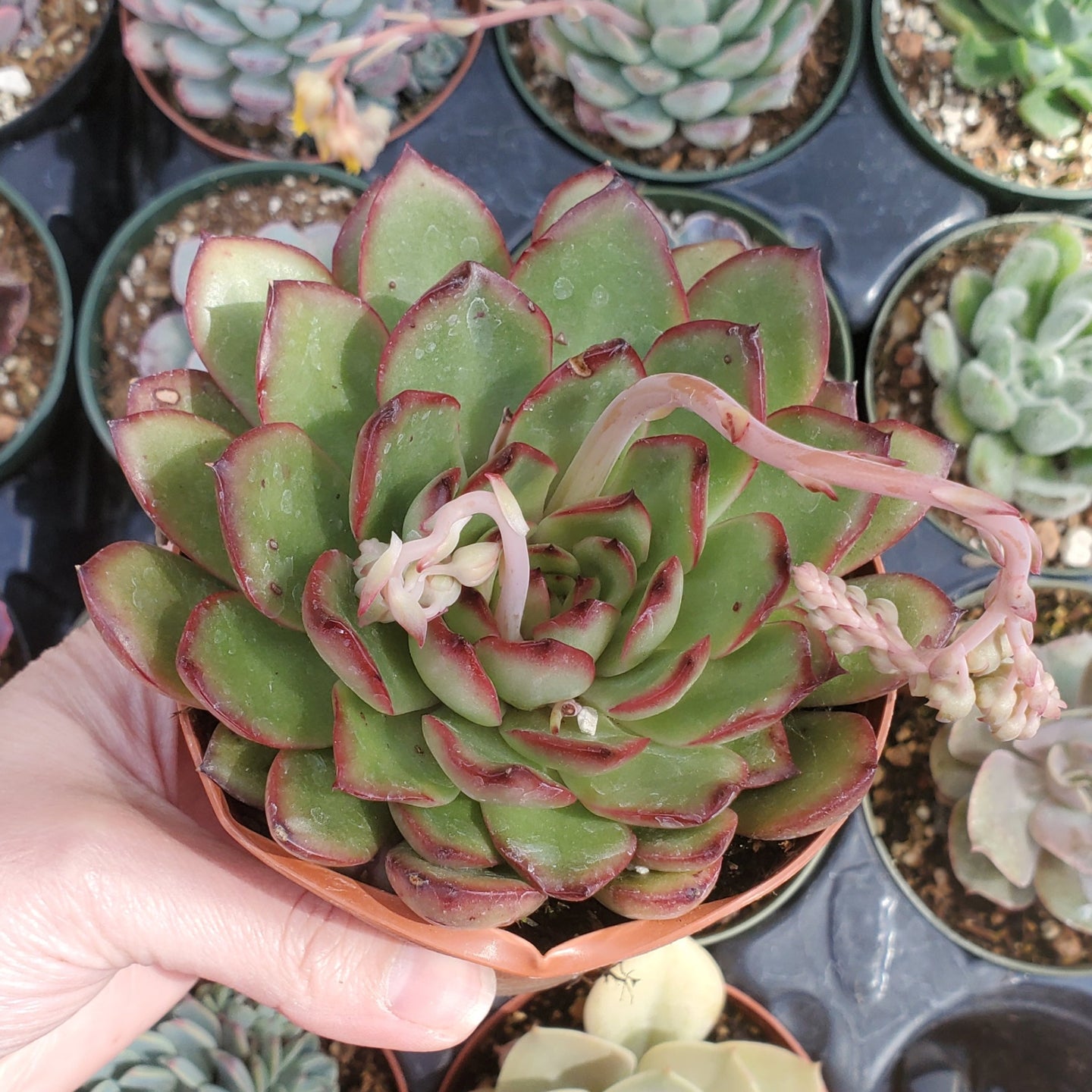 Echeveria 'Puli-lindsayana'